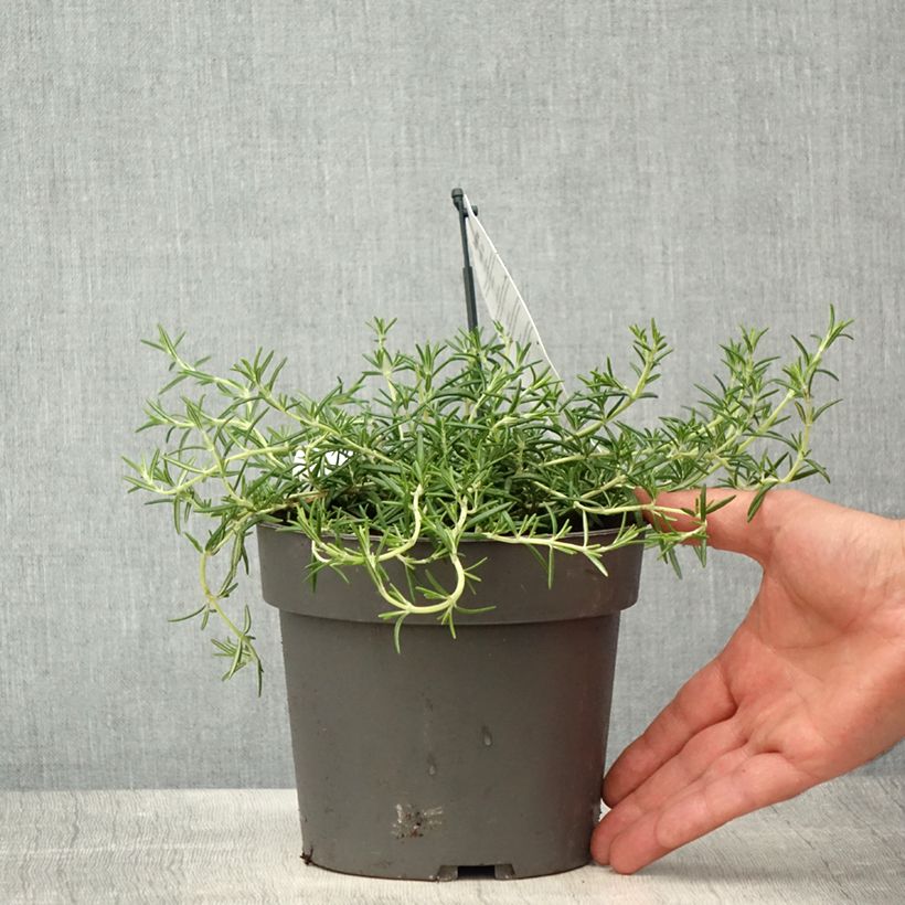 Exemplar von Rosmarin 'Capri' - Salvia rosmarinus Topf mit 2L/3LGelieferte Höhe ca. 25/30cm wie im Frühjahr geliefert