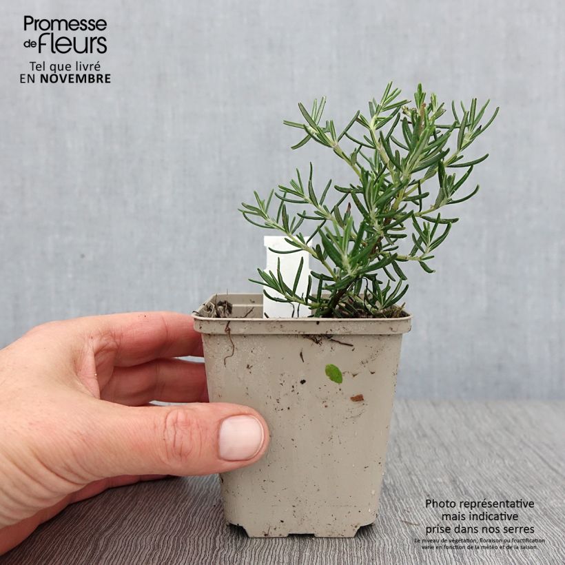Exemplar von Rosmarin Majorca Pink - Rosmarinus officinalis Kleine Töpfe von 8/9 cm wie im Herbst geliefert