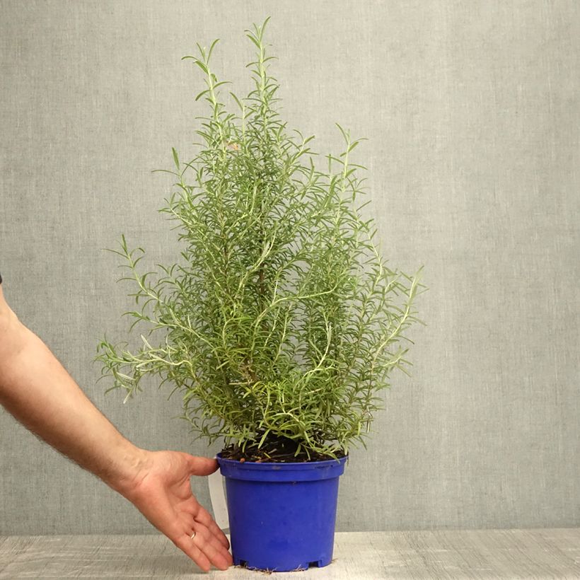 Exemplar von Rosmarin Tuscan Blue - Rosmarinus officinalis Topf mit 3L/4L wie im Sommer geliefert