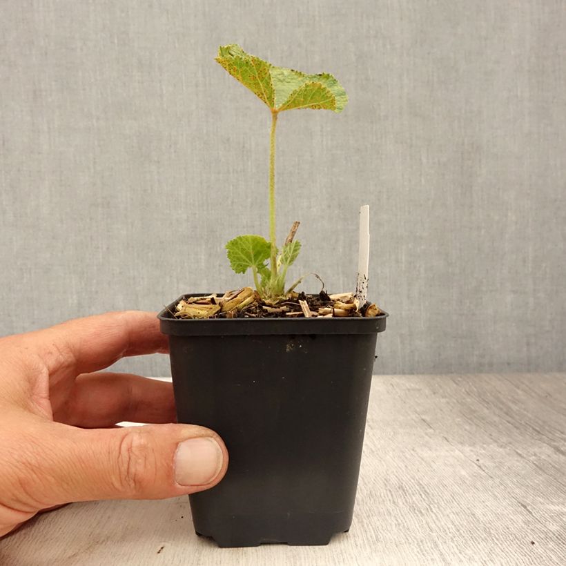 Exemplar von Alcea rosea Chater's Double Purple - Gewöhnliche Stockrose Kleine Töpfe von 8/9 cm wie im Sommer geliefert