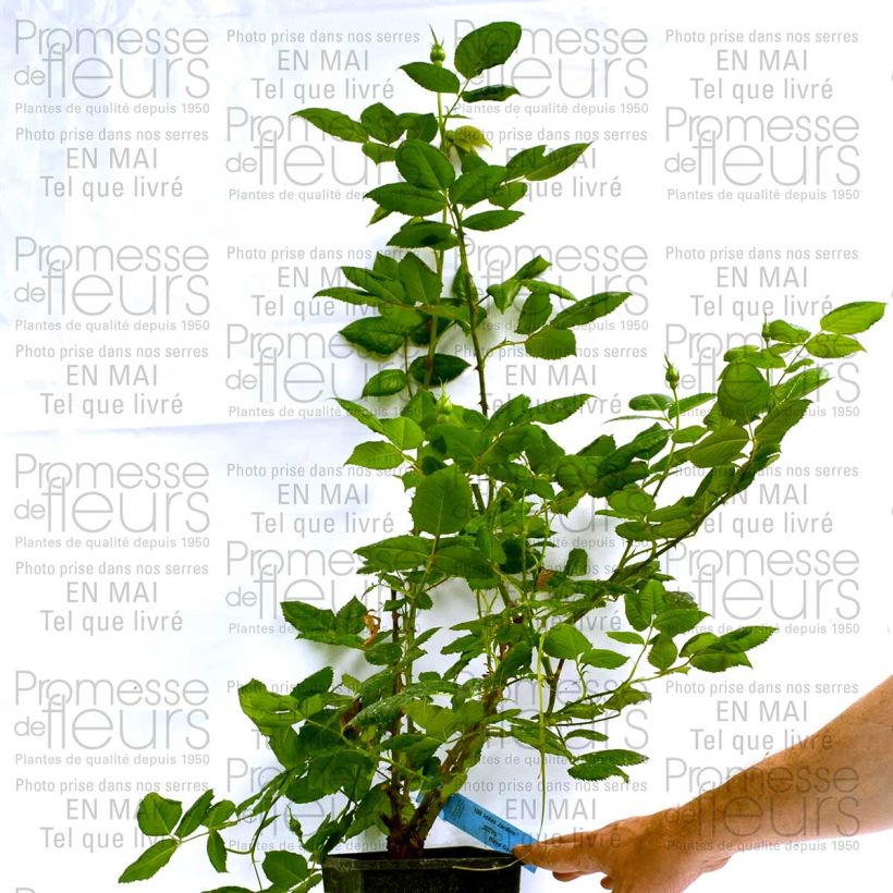 Beispiel eines Exemplars von Rosa Generosa 100 idees Jardin - Guillot Rose Topf mit 4L/5L wie geliefert