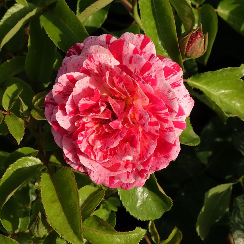 Rosa Abracadabra - Beetrose (Blüte)