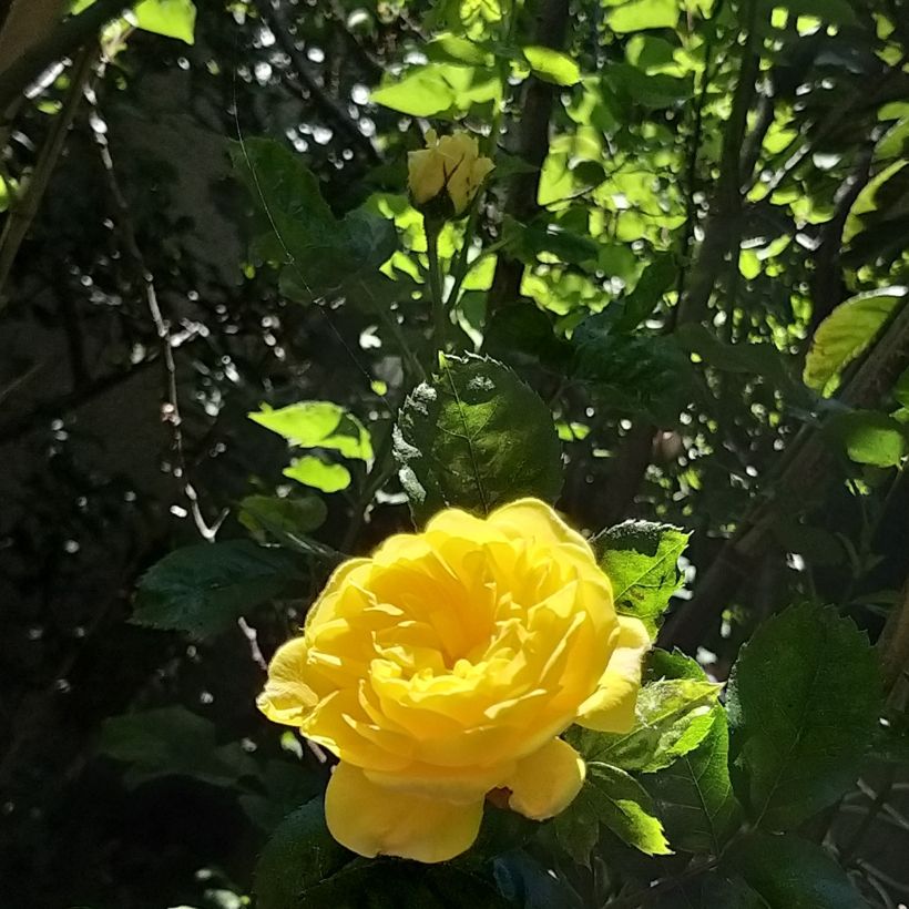 Rosa Anny Duperey - Beetrose (Blüte)