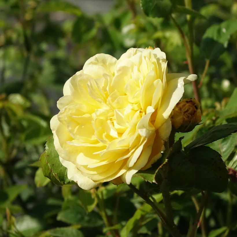 Rosa Anny Duperey - Beetrose (Blüte)