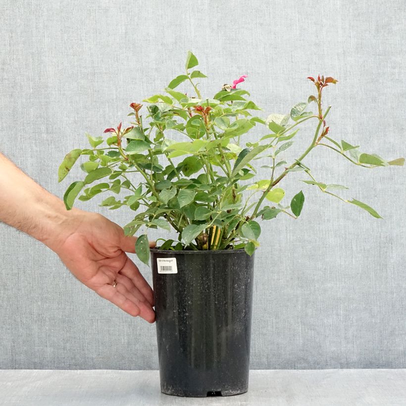 Exemplar von Rosa Bordeaux 'Korelamba' - Beetrose Topf mit 4L/5L wie im Sommer geliefert