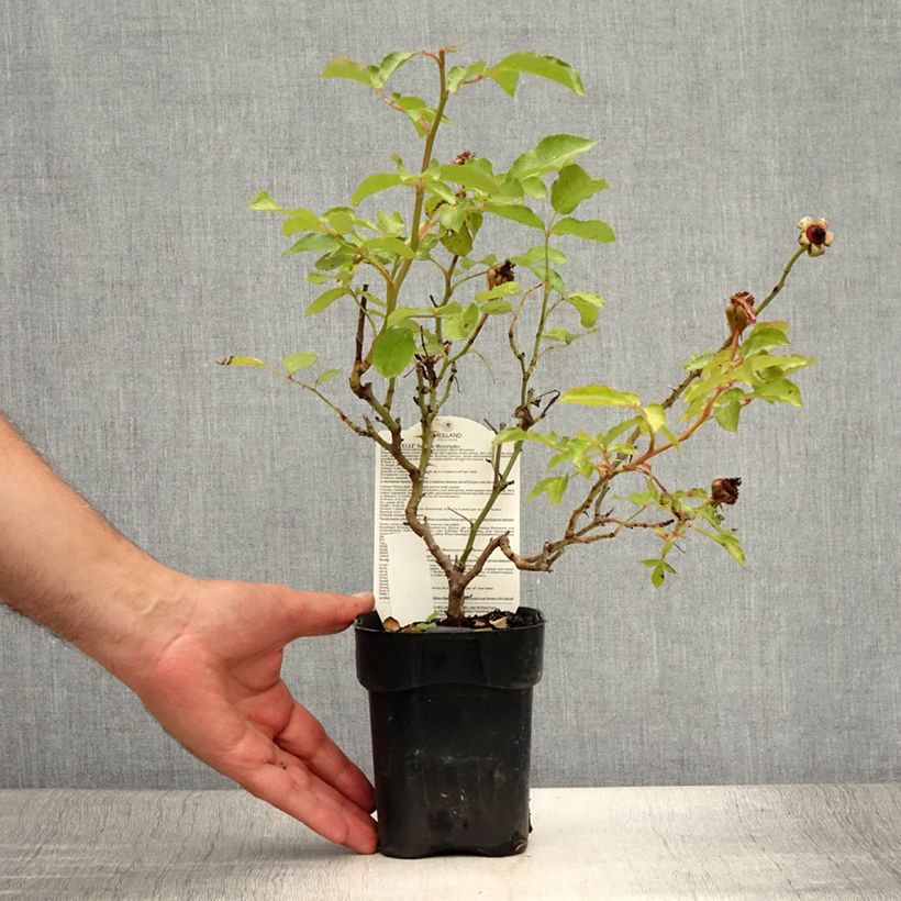 Exemplar von Rosa Botticelli - Beetrose Topf 10 cm/11cm wie im Sommer geliefert