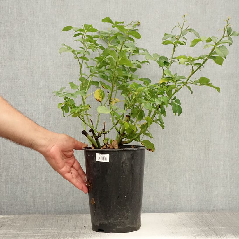 Exemplar von Rosa moschata Bouquet Parfait - Moschus-Rose Topf mit 4L/5L wie im Sommer geliefert