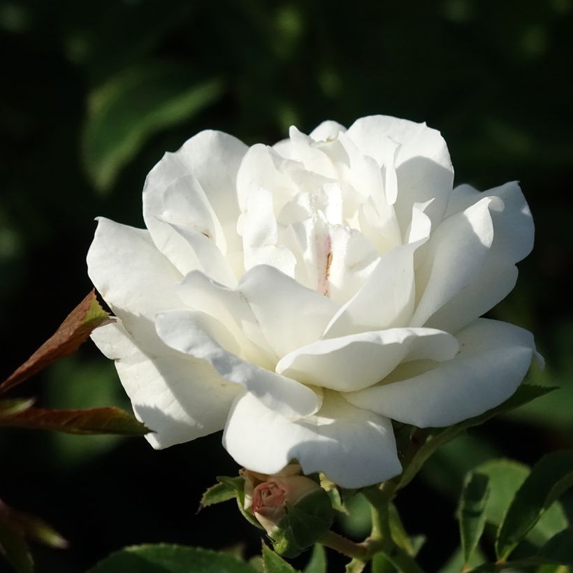 Rosa Carte Blanche - Beetrose (Blüte)