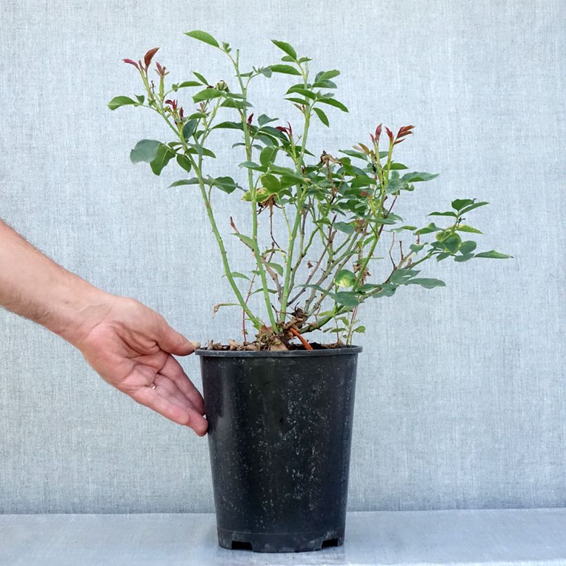 Exemplar von Rosier à fleurs groupées Carte Blanche Topf mit 4L/5L wie im Sommer geliefert