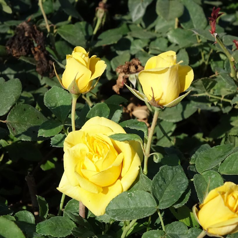 Rosa Carte d'Or - Beetrose (Blüte)