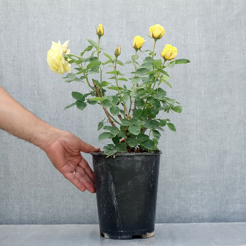 Exemplar von Rosier à fleurs groupées Carte d'Or Topf mit 4L/5L wie im Sommer geliefert