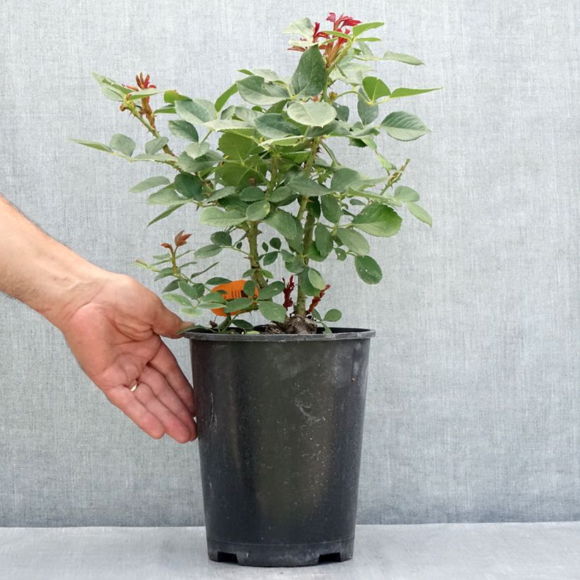 Exemplar von Rosier à fleurs groupées Charles Aznavour Topf mit 4L/5L wie im Sommer geliefert