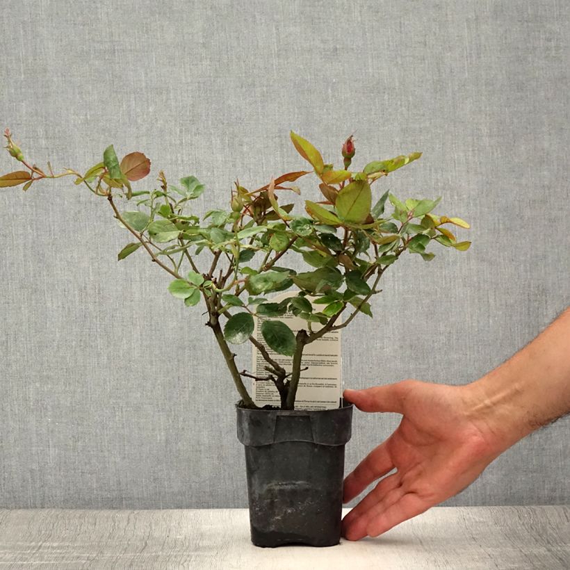 Exemplar von Rosa polyantha Cherry Bonica - Beetrose Topf 10 cm/11cm wie im Sommer geliefert