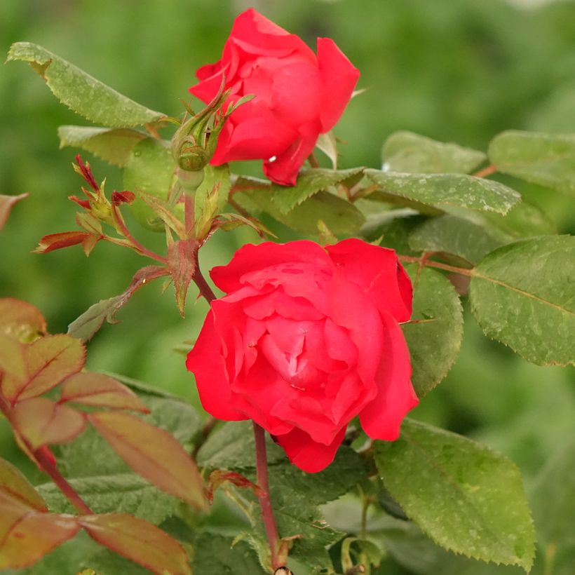 Rosa polyantha Cherry Bonica - Beetrose (Blüte)