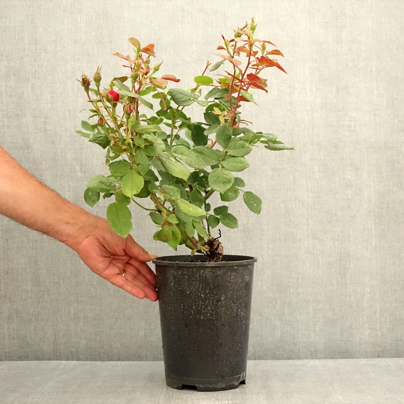 Exemplar von Rosa polyantha Cherry Bonica - Beetrose Topf mit 4L/5L wie im Sommer geliefert