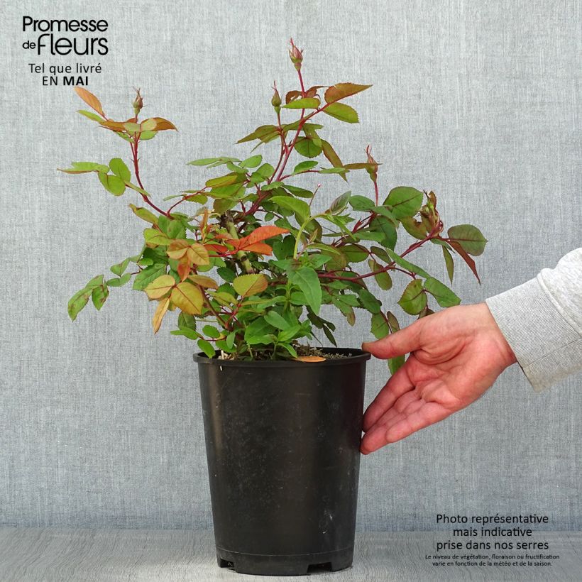Exemplar von Rosa polyantha Cherry Bonica - Beetrose Topf mit 4L/5L wie im Frühjahr geliefert