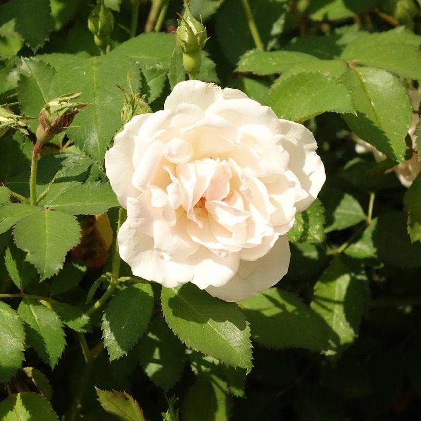 Rosa Crème Chantilly 'Meiradena' - Beetrose (Blüte)