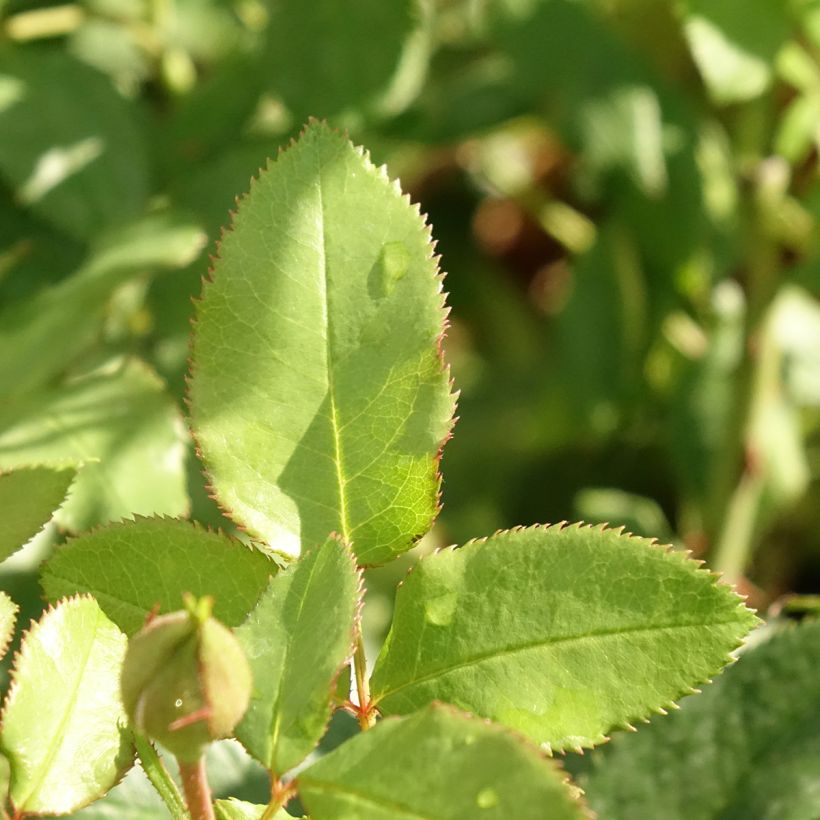 Rosa Fizzy Lady - Beetrose (Laub)