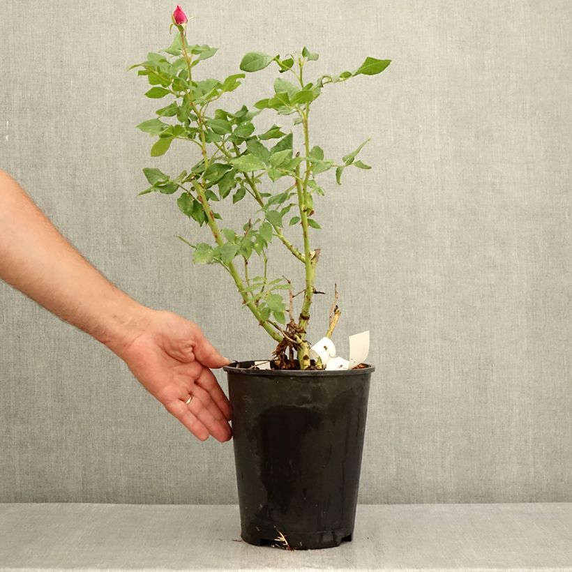Exemplar von Rosa Fizzy Lady - Beetrose Topf mit 4L/5L wie im Sommer geliefert