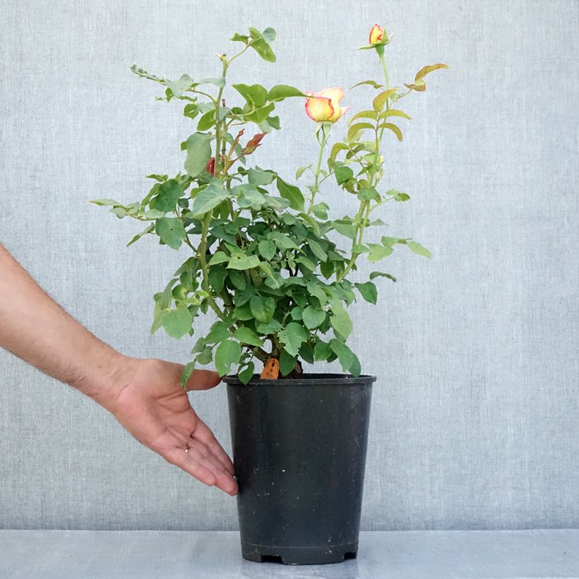 Exemplar von Rosier à fleurs groupées Flame Origami Topf mit 4L/5L wie im Sommer geliefert