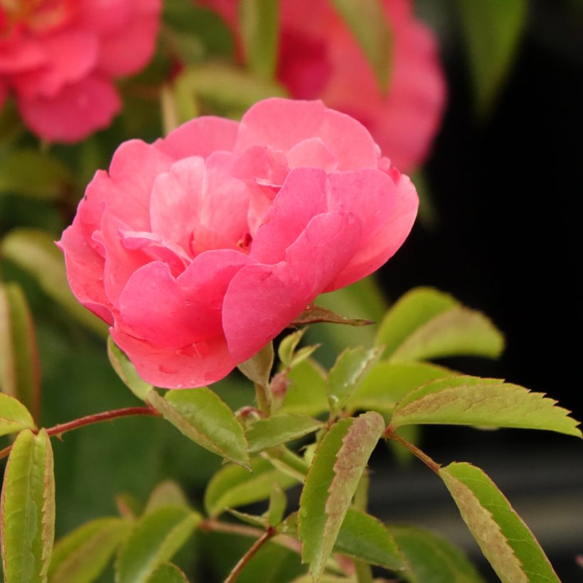 Rosa Folle Framboise - Beetrose (Blüte)