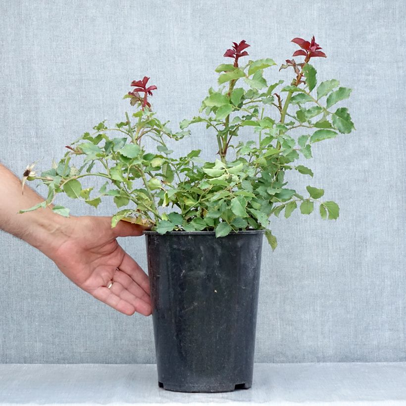 Exemplar von Rosa Hedge Charmers - Beetrose Topf mit 4L/5L wie im Sommer geliefert