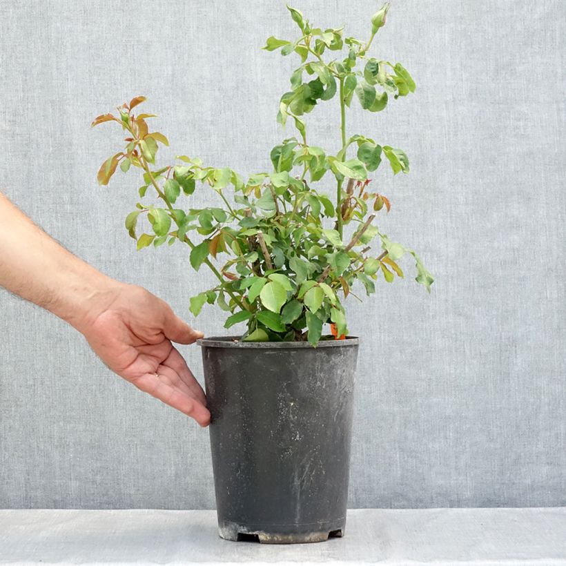 Exemplar von Rosier à fleurs groupées Jean Cocteau Topf mit 4L/5L wie im Sommer geliefert