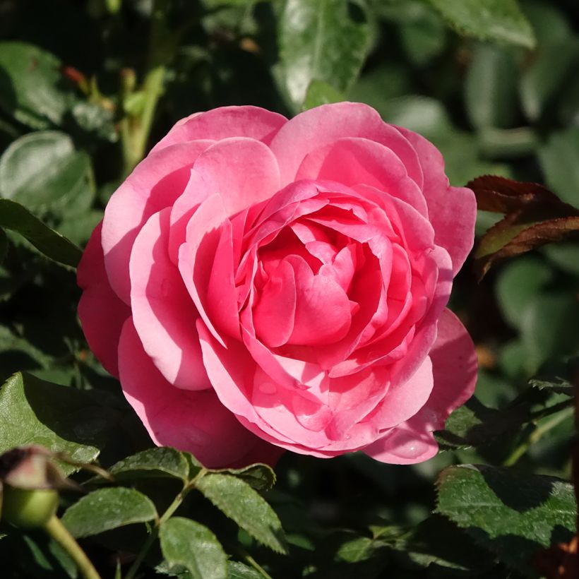 Rosa Leonardo Da Vinci - Beetrose (Blüte)