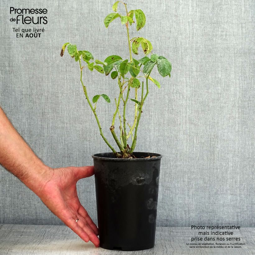 Exemplar von Rosa polyantha Maria Mathilda - Beetrose Topf mit 3L/4L wie im Sommer geliefert