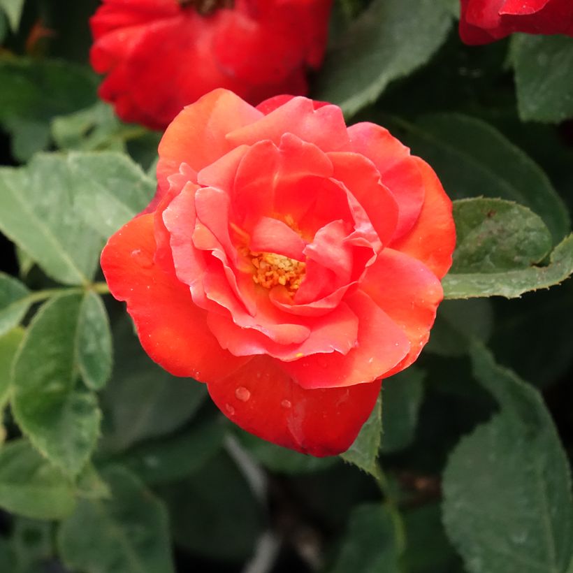 Rosa Orange Sensation - Beetrose (Blüte)