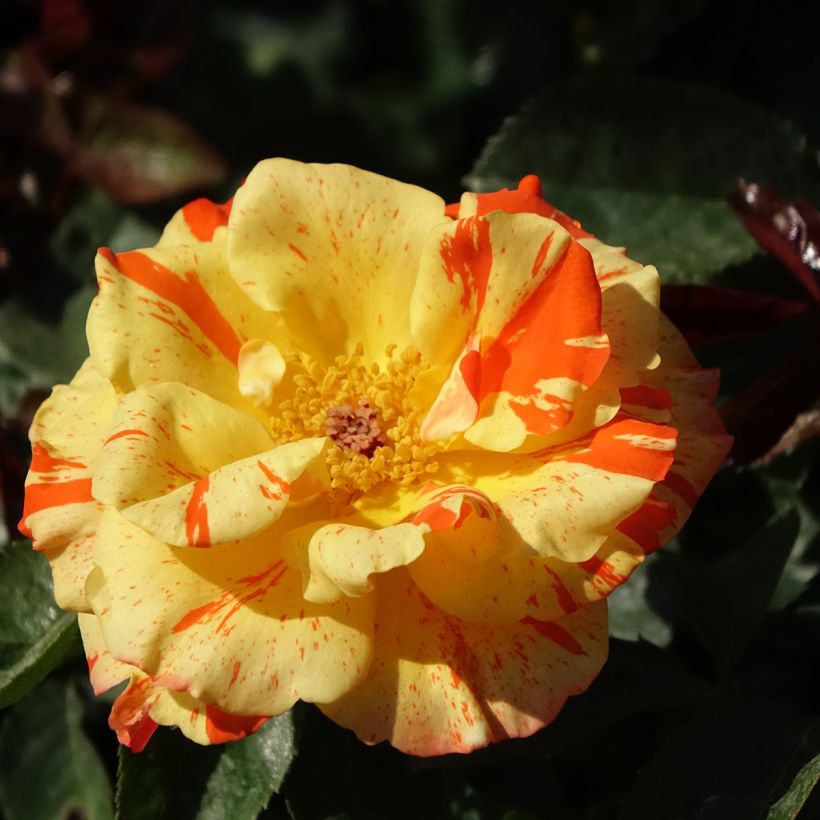 Rosa Oranges and Lemons - Beetrose (Blüte)