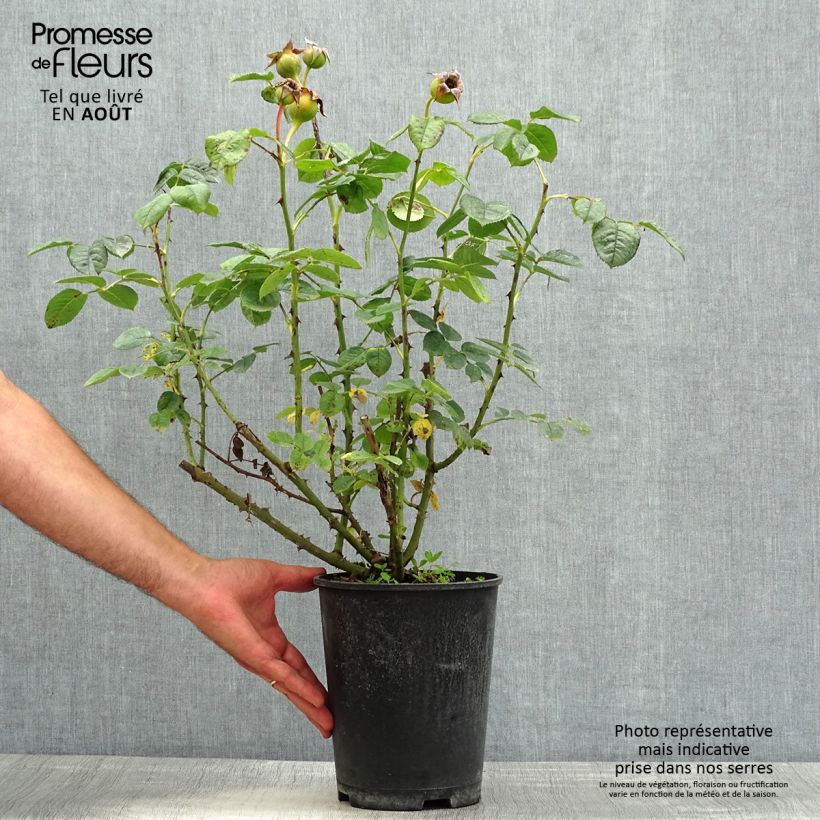 Exemplar von Rosa Park Abbey Rose - Beetrose Topf mit 4L/5L wie im Sommer geliefert
