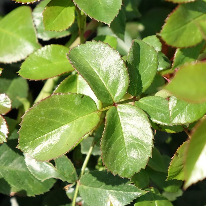 Rosa Pomponella - Beetrose (Laub)