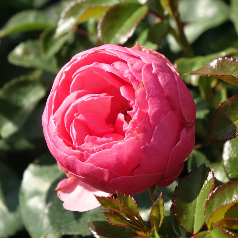 Rosa Pomponella - Beetrose (Blüte)