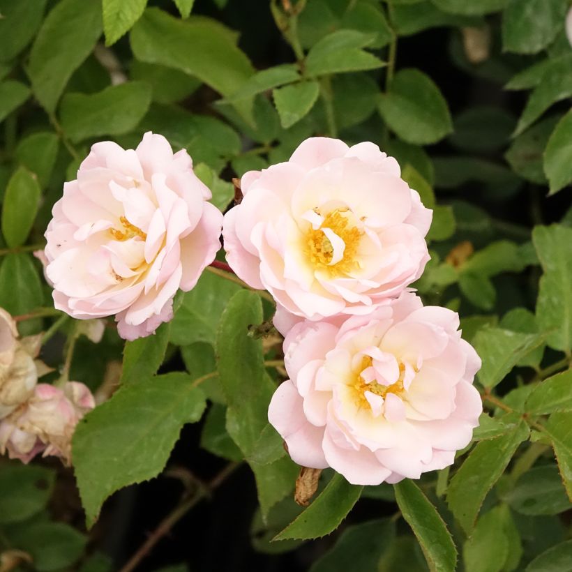 Rosa Rose de la petite Chabotte VELsema - Beetrose (Blüte)