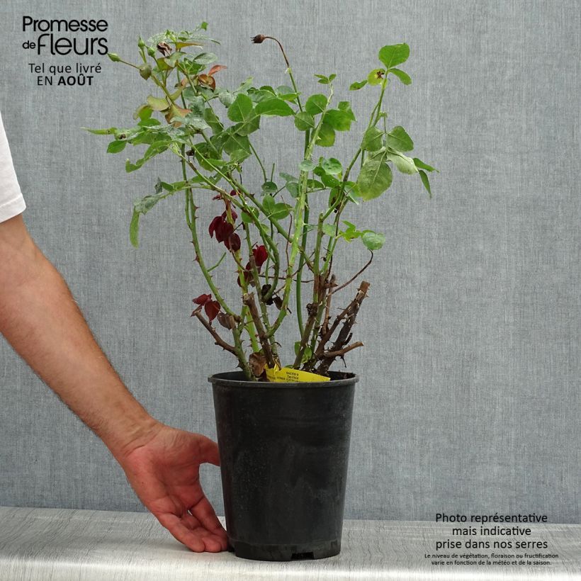 Exemplar von Rosa Salto - Beetrose Topf mit 4L/5L wie im Sommer geliefert