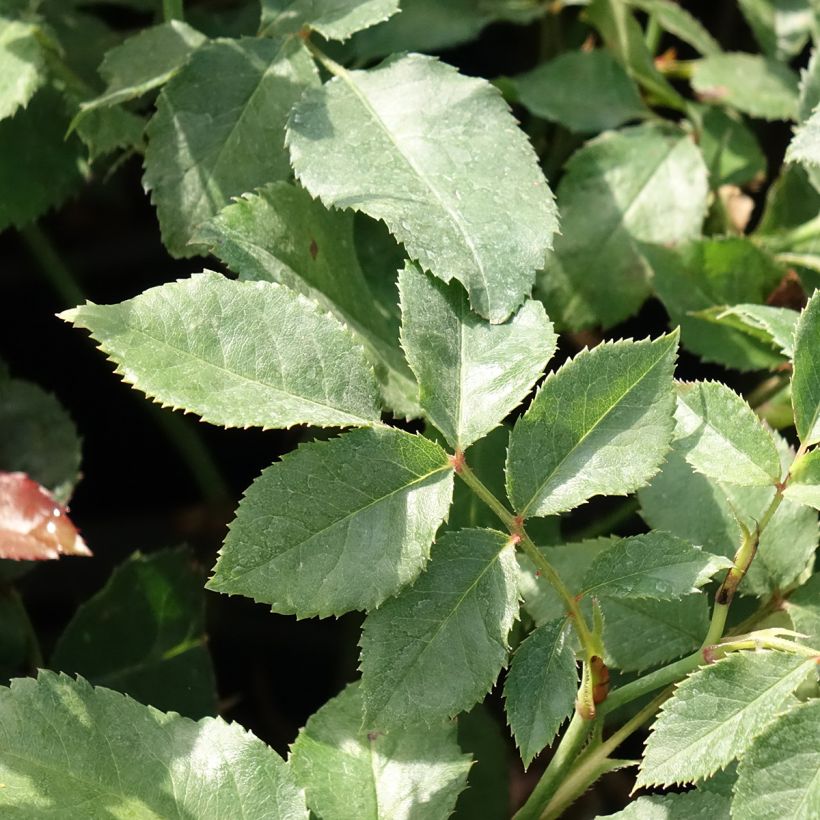 Rosa Sophia Romantica - Beetrose (Laub)