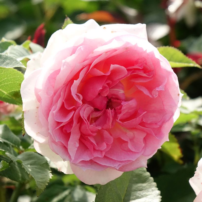 Rosa Sophia Romantica - Beetrose (Blüte)