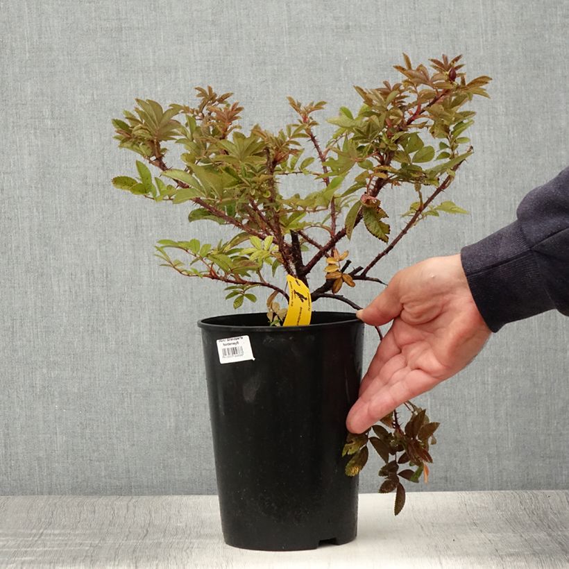 Exemplar von Rosa rugosa Strandperle - Apfelrose Topf mit 4L/5L wie im Sommer geliefert