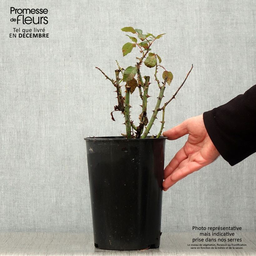 Exemplar von Rosa polyantha Tobago - Beetrose Topf mit 4L/5L wie im Herbst geliefert