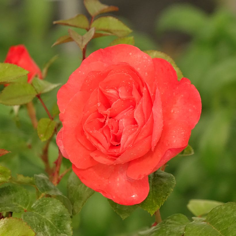 Rosa Agatha - Edelrose (Blüte)