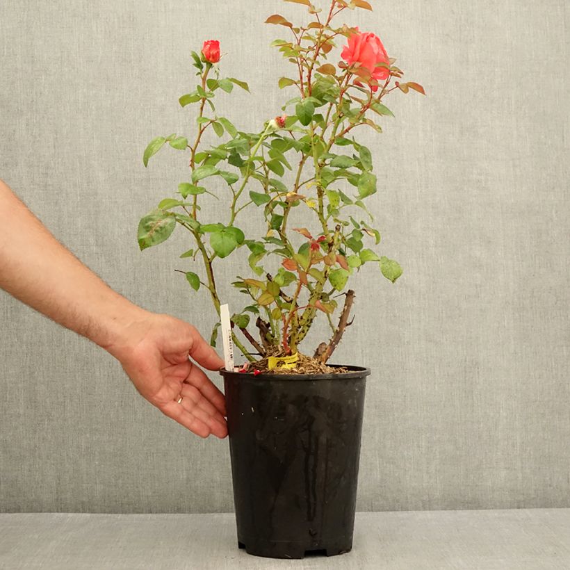 Exemplar von Rosa Agatha - Edelrose Topf mit 4L/5L wie im Sommer geliefert