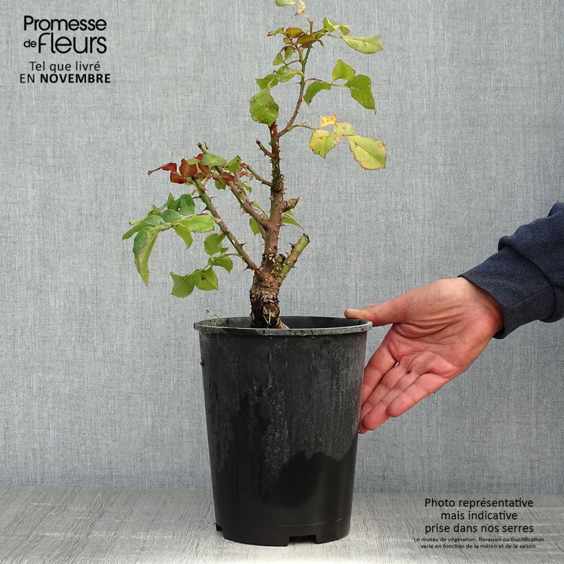 Exemplar von Rosa Agnès B - Edelrose Topf mit 4L/5L wie im Herbst geliefert