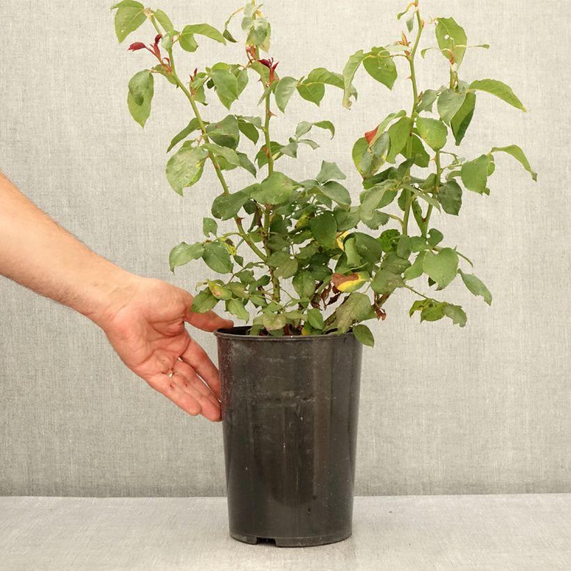 Exemplar von Rosa André Willemse - Edelrose Topf mit 4L/5L wie im Sommer geliefert