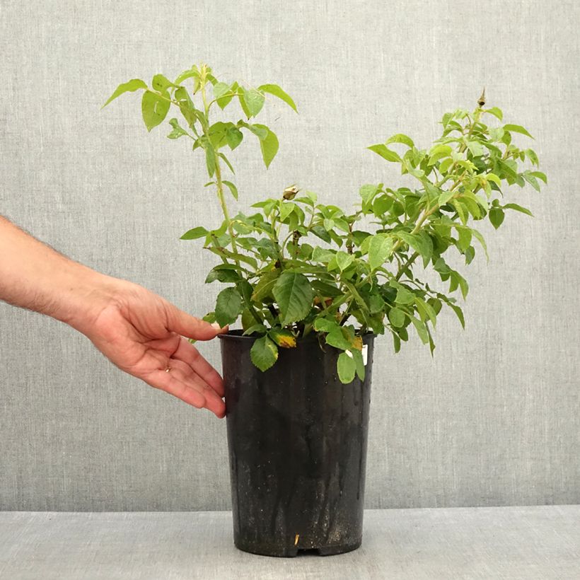 Exemplar von Rosa Annapurna - Moderne Teehybride Topf mit 4L/5L wie im Sommer geliefert