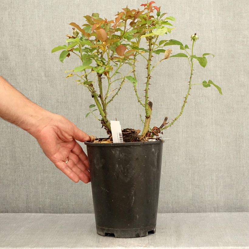 Exemplar von Rosa Belle du Seigneur - Edelrose Topf mit 4L/5L wie im Sommer geliefert