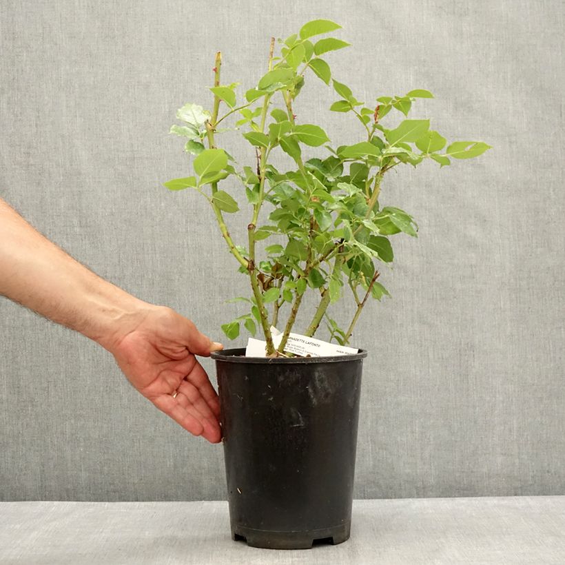 Exemplar von Rosa Bernadette Lafont - Edelrose Topf mit 4L/5L wie im Sommer geliefert