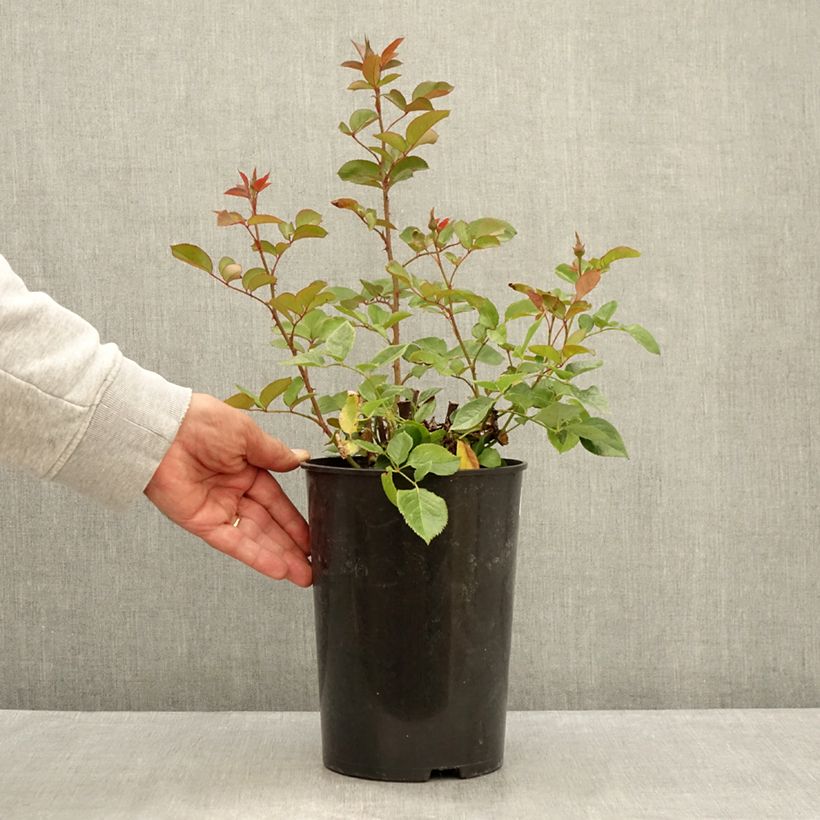 Exemplar von Rosa Blue River - Edelrose Topf mit 3L/4L wie im Sommer geliefert