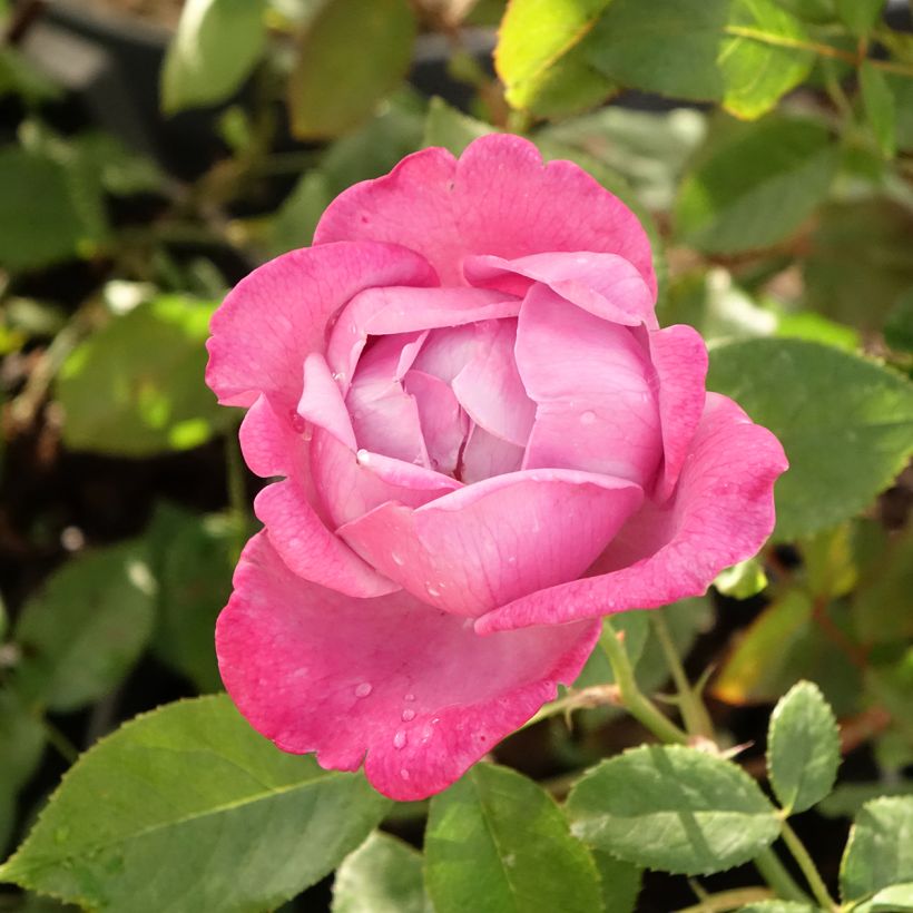 Rosa Blue River - Edelrose (Blüte)