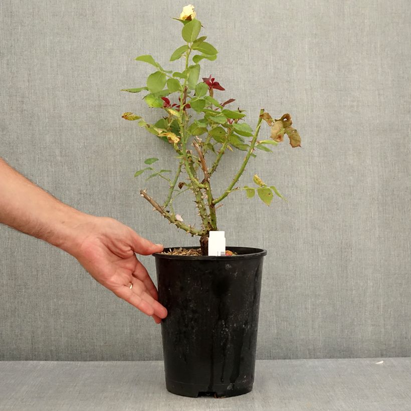 Exemplar von Rosa Boréale - Edelrose Topf mit 4L/5L wie im Sommer geliefert